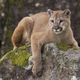 Illustration for article titled Caturday - Puma concolor Edition
